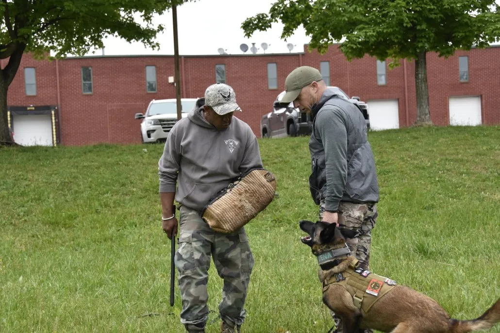 FLOPPY EARS VERSUS ERECT EARS IN SECURITY DETECTION WORK 5 DSC8560